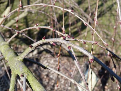 Cercidyphyllum magnificum 'Pendula' - zmarilčník velký - pupen